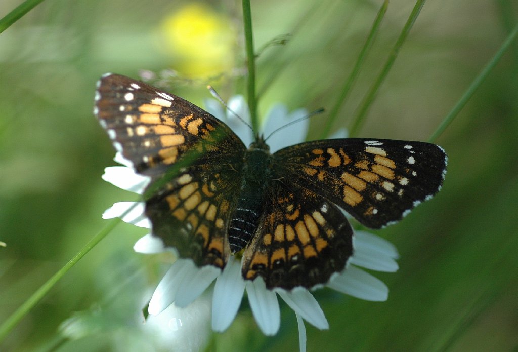 084 Checkerspot, Harris', 2008-06211041 Princeton, MA.JPG - Harris' Checkerspot (Chlosyne nycteis). Jane Caswell's Farm, Princeton, MA, 6-21-2008